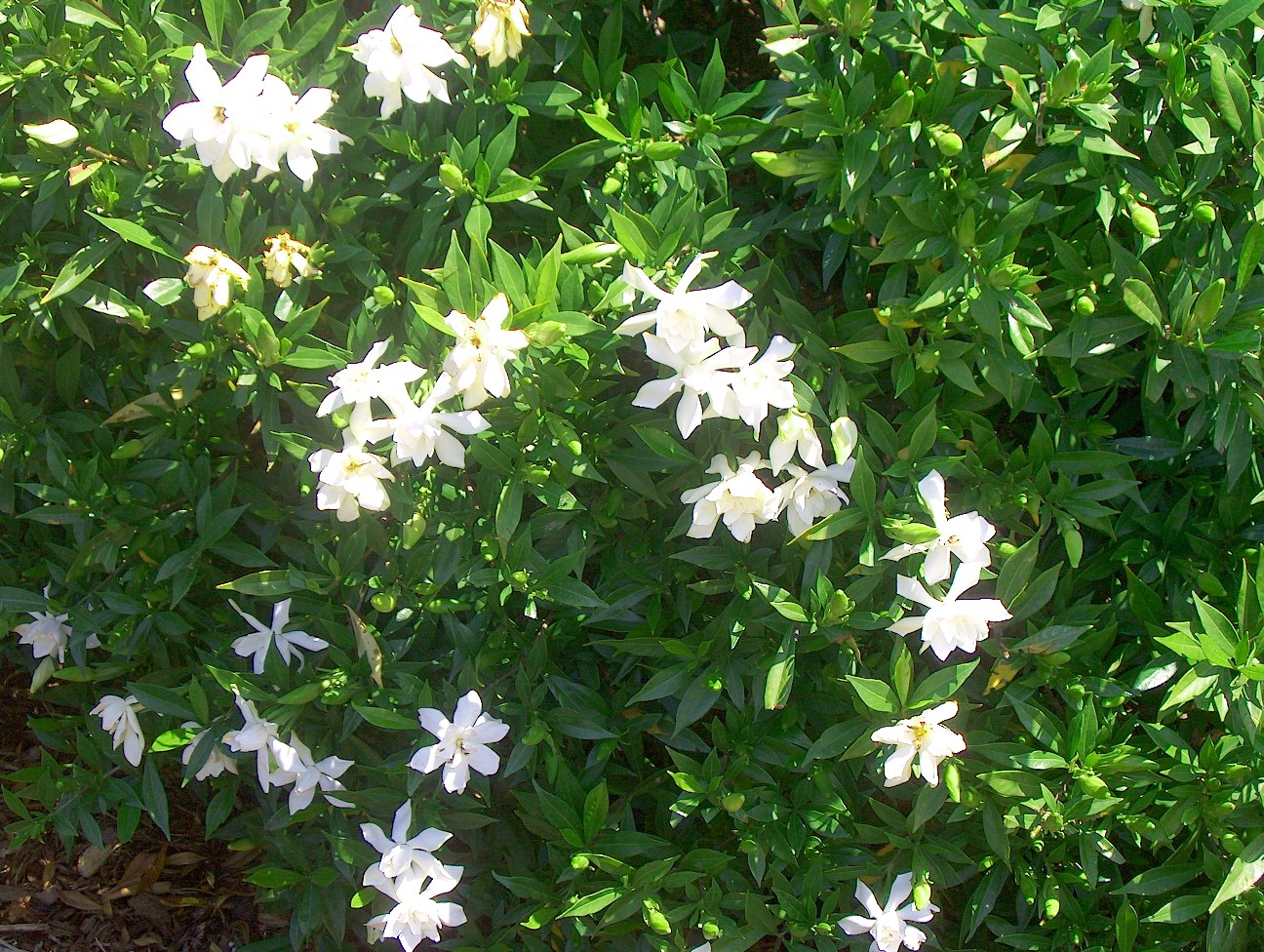Online Plant Guide Gardenia augusta 'Frostproof